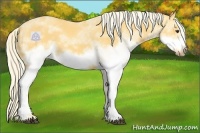 Horse Color:White Spotted Palomino Frame 