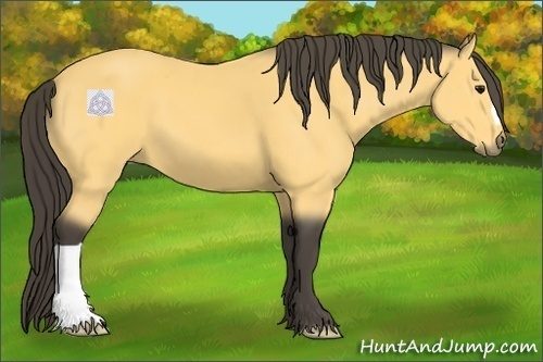 Horse Color:Buckskin