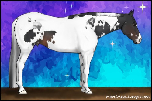 Horse Color:White Spotted Brown Tobiano Appaloosa 