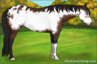 Horse Color:Gray Bay Frame Appaloosa 