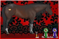 Horse Color:Brown Tobiano 