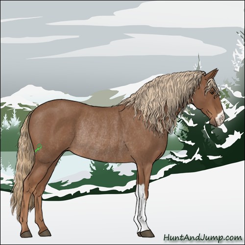 Horse Color:Red Roan Rabicano 