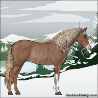 Horse Color:Red Roan Rabicano 