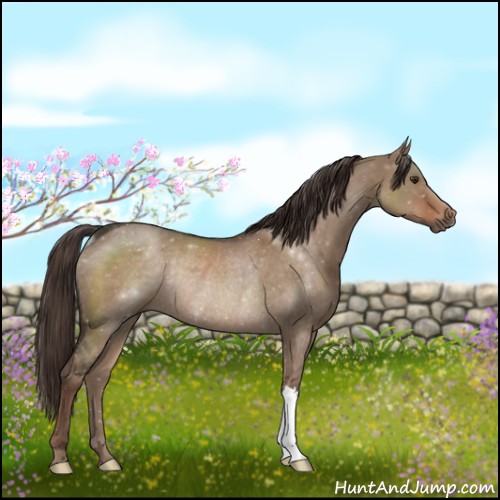 Horse Color:Liver Red Dun Rabicano 
