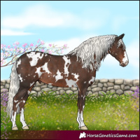 Horse Color:White Spotted Liver Chestnut Mushroom Rabicano 