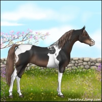 Horse Color:Liver Chestnut Tobiano 