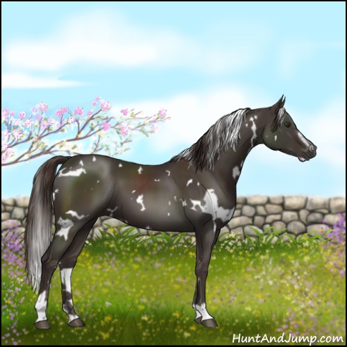 Horse Color:White Spotted Liver Chestnut Sabino 