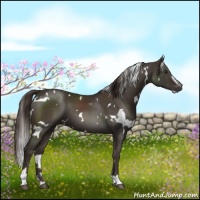 Horse Color:White Spotted Liver Chestnut Sabino 