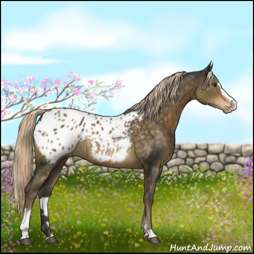 Horse Color:Chocolate Palomino Sabino Appaloosa 
