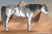 Horse Color:White Spotted Blue Roan Splash 