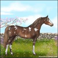 Horse Color:White Spotted Liver Chestnut 