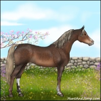 Horse Color:Liver Chestnut Sabino 