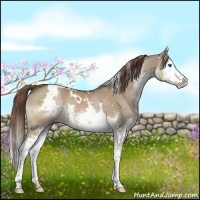 Horse Color:White Spotted Liver Red Dun Splash 