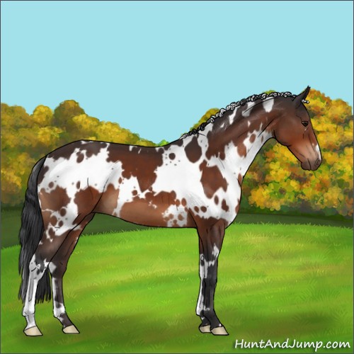 Horse Color:White Spotted Bay 