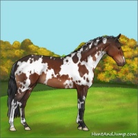 Horse Color:White Spotted Bay 