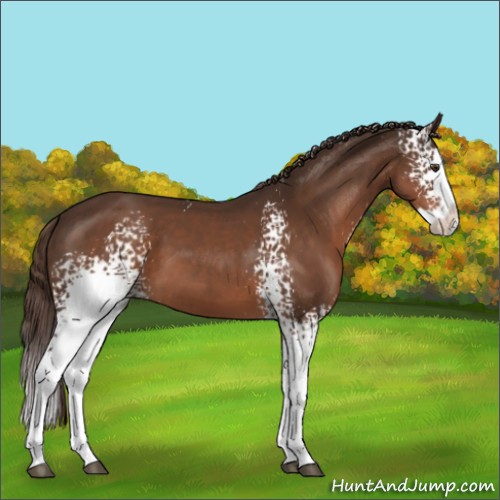Horse Color:White Spotted Liver Chestnut Splash 