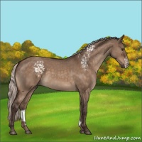 Horse Color:White Spotted Silver Brown Roan Dun 