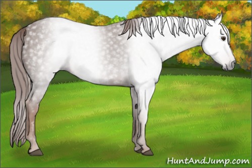 Horse Color:Gray Chestnut 