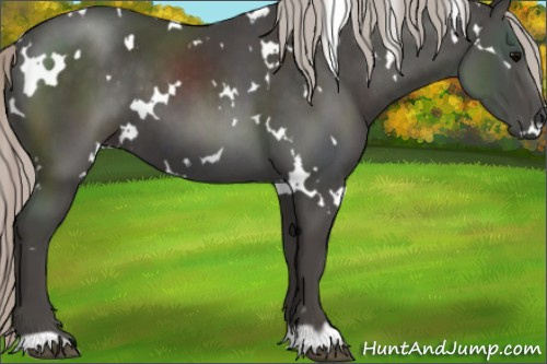 Horse Color:White Spotted Silver Black 