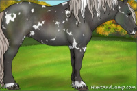 Horse Color:White Spotted Silver Black 