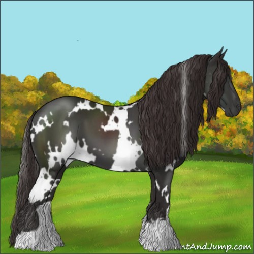 Horse Color:White Spotted Liver Chestnut
