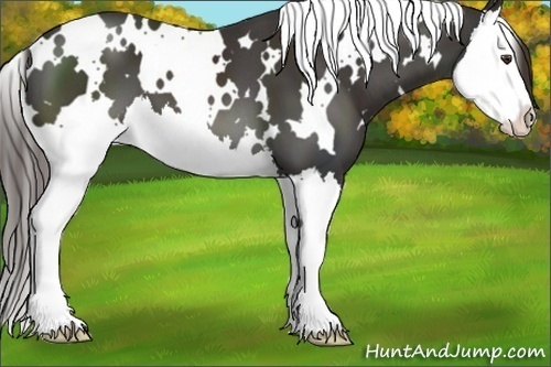 Horse Color:White Spotted Liver Chestnut Splash 