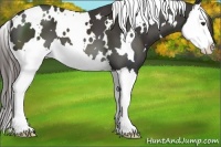 Horse Color:White Spotted Liver Chestnut Splash 