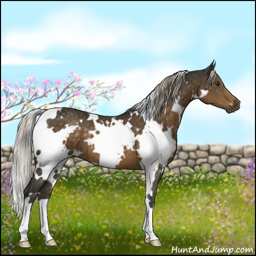 Horse Color:White Spotted Chocolate Palomino 