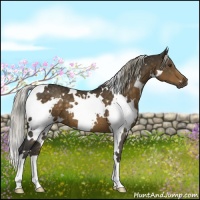 Horse Color:White Spotted Chocolate Palomino 