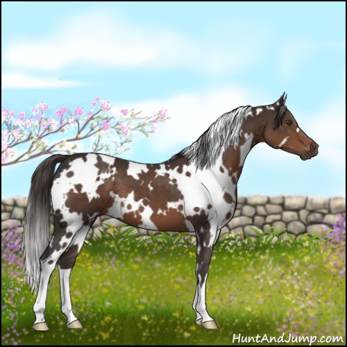 Horse Color:White Spotted Liver Chestnut 
