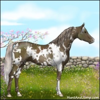 Horse Color:White Spotted Chocolate Palomino 