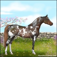 Horse Color:White Spotted Liver Chestnut Rabicano 