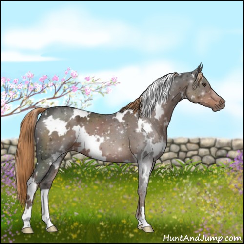 Horse Color:White Spotted Liver Chestnut 