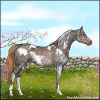 Horse Color:White Spotted Liver Chestnut 