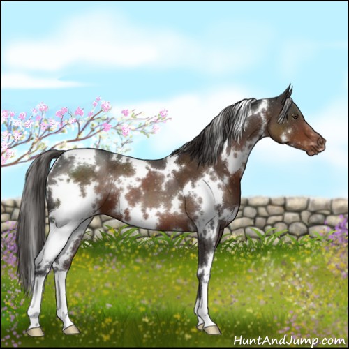 Horse Color:White Spotted Liver Chestnut Appaloosa 