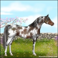 Horse Color:White Spotted Liver Chestnut Appaloosa 