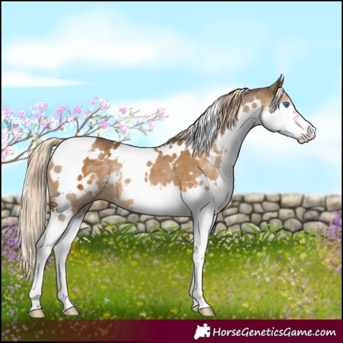 Horse Color:White Spotted Chocolate Palomino Splash