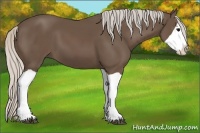 Horse Color:Silver Black Splash