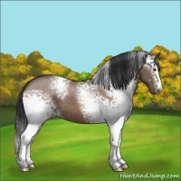 Horse Color:White Spotted Brown Dun Sabino 