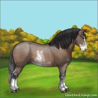 Horse Color:Brown Dun Sabino 