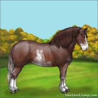Horse Color:Chocolate Buckskin Sabino 