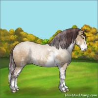 Horse Color:Chocolate Buckskin Dun Mushroom Sabino 