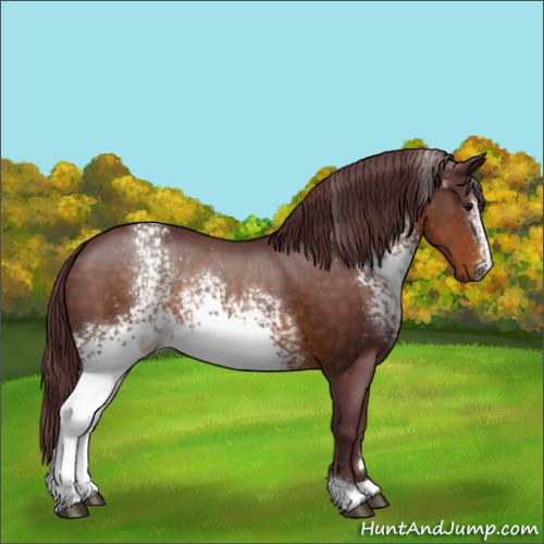 Horse Color:White Spotted Chocolate Buckskin Sabino Rabicano