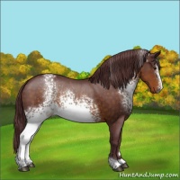 Horse Color:White Spotted Chocolate Buckskin Sabino Rabicano