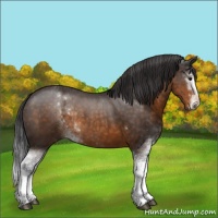 Horse Color:Buckskin Sabino