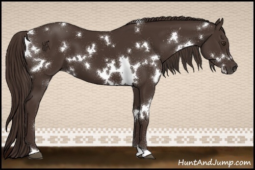 Horse Color:White Spotted Liver Chestnut 