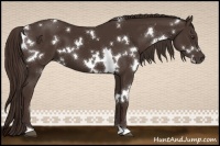 Horse Color:White Spotted Liver Chestnut 