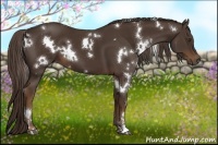 Horse Color:White Spotted Liver Chestnut