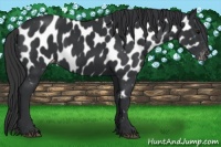 Horse Color:Black Near Leopard