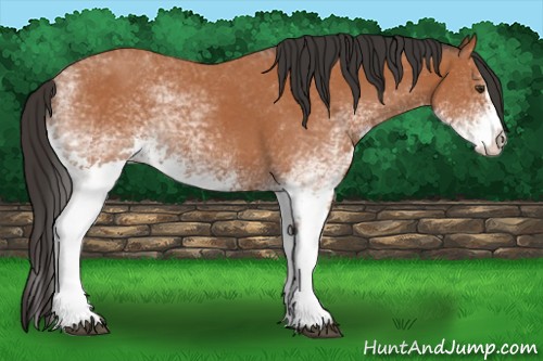 Horse Color:White Spotted Bay Splash and White Spotted Bay Splash